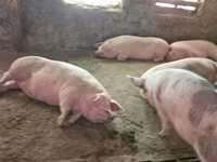 母猪, Pigs — 照片 4