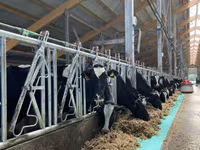 母牛, Holstein breed — 照片 3