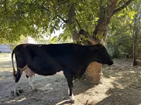 母牛, Holstein breed — 照片 2