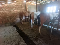 Caballo, Caballos — foto 1