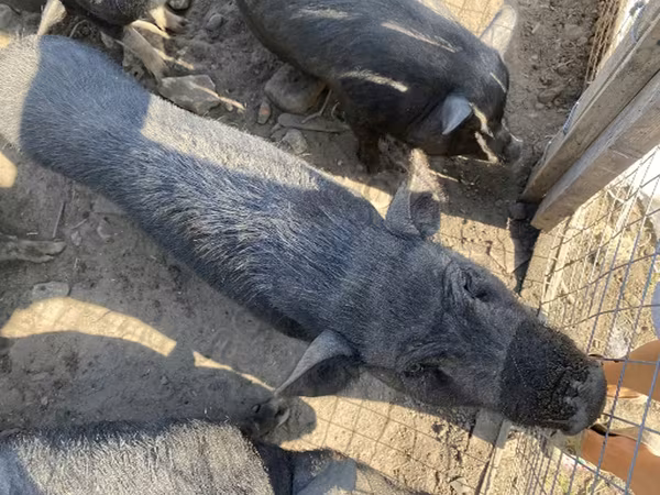 公猪, Pigs — 俄罗斯