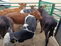 母牛, Limousin cow — 照片 7