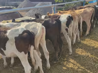 Cow, Holstein breed — photo 2