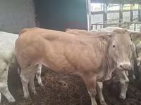 母牛, Blonde d’Aquitane cattle — 照片 5