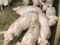 公猪, Pigs — 照片 6
