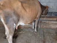 母牛, Cattle — 照片 5