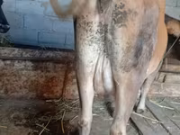母牛, Cattle — 照片 4