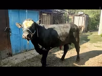 公牛, Aberdeen-Angus — 照片 2