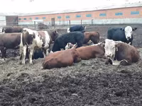 Toro, Raza Holstein — foto 6
