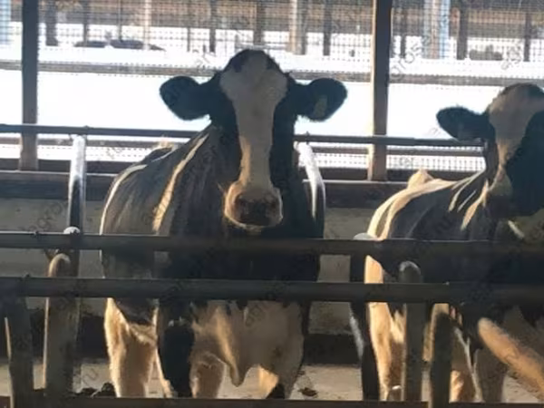 母牛, Holstein breed