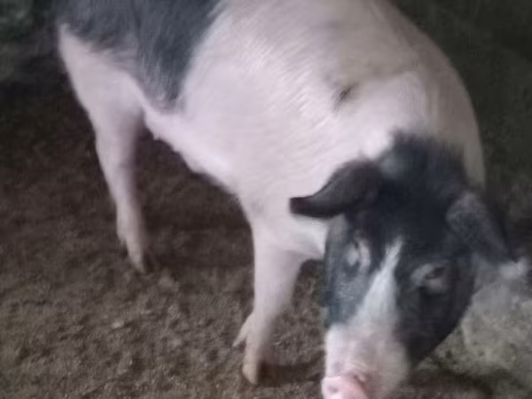 公猪, Pigs