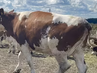 母牛, Holstein breed — 照片 1