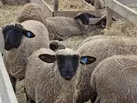 भेड़, Blackheaded Persian sheep — फ़ोटो 3
