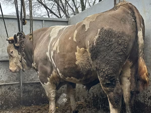 Bull, Cattle