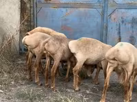 Oveja, Arashan sheep — foto 4