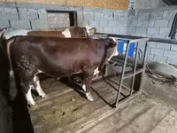 ثور, Simmental cattle — الصورة 3