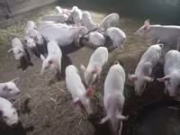 नर सूअर, सूअर — फ़ोटो 1