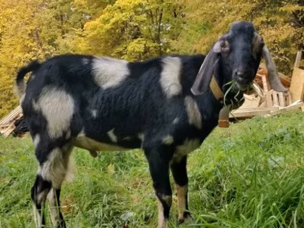 公山羊, Nubian Goat — 俄罗斯