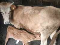 Vaca, Ganado vacuno — foto 1