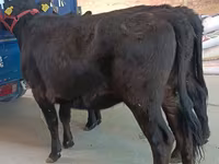 母牛, Aberdeen-Angus — 照片 4
