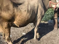 母牛, Alatau breed — 照片 3