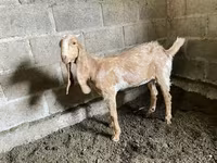 Ziege, Nubian Goat — Foto 4