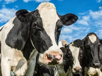 Toro, Russian Black pied cattle — foto 7