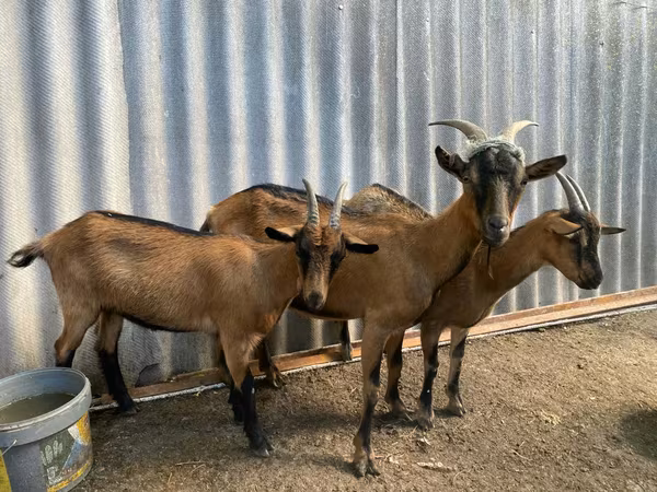 母山羊, Goats