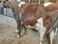 Cow, Holstein breed — photo 2