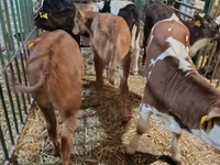 母牛, Limousin cow — 照片 5