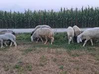 公羊, Sheep — 照片 3