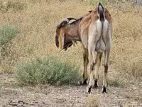 公山羊, Nubian Goat — 照片 3