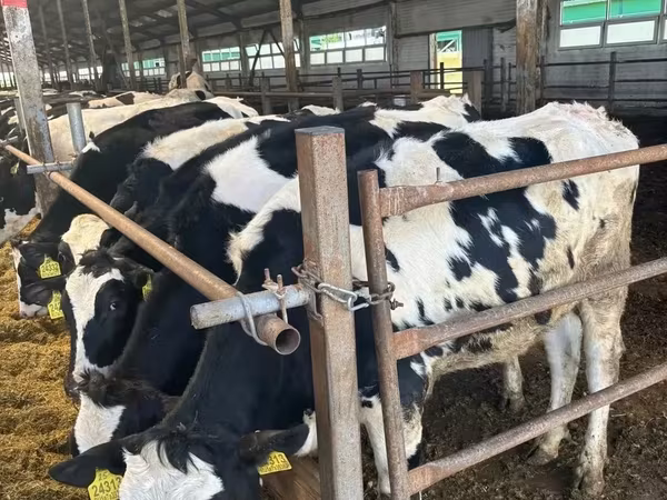 Kuh, Holstein-Rasse — Russland