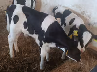 公牛, Cattle — 照片 6