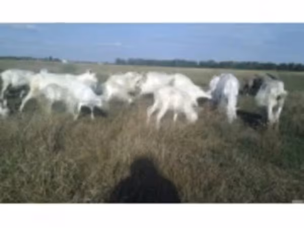 公山羊, Goats — 俄罗斯