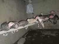 Turkeys — Foto 2