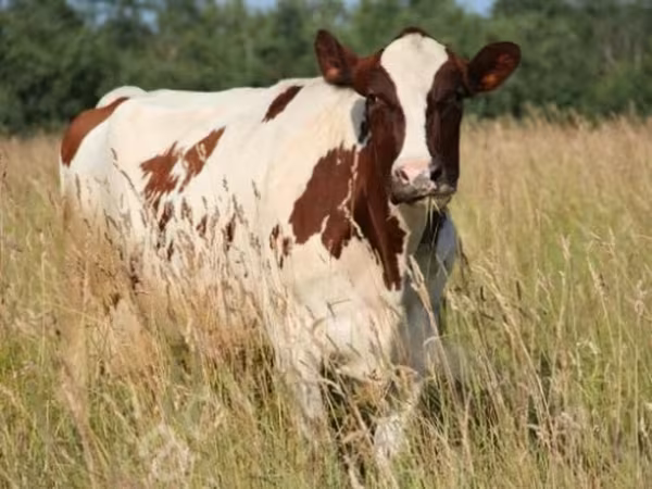 母牛, Holstein breed — 俄罗斯