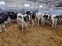 公牛, Cattle — 照片 3