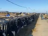 Vaca, Raza Holstein — foto 5