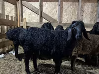 公羊, Baerchuke sheep — 照片 1
