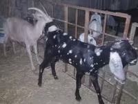 बकरा, Beetal goats — फ़ोटो 2