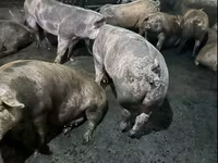 母猪, Pigs — 照片 1