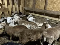 Ram, Katum sheep — photo 1