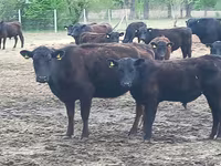 Bulle, Aberdeen-Angus — Foto 5