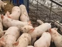 公猪, Pigs — 照片 2