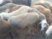 Widder, Edilbay sheep — Foto 8