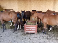 公马, Horses — 照片 4
