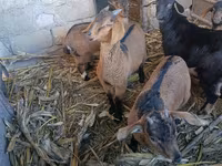 Cabra, Cabras — foto 1