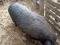 Boar, Дюрок — photo 5