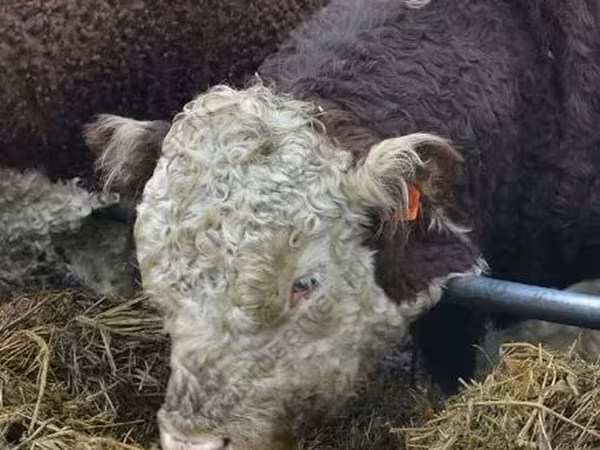 母牛, Hereford — 俄罗斯